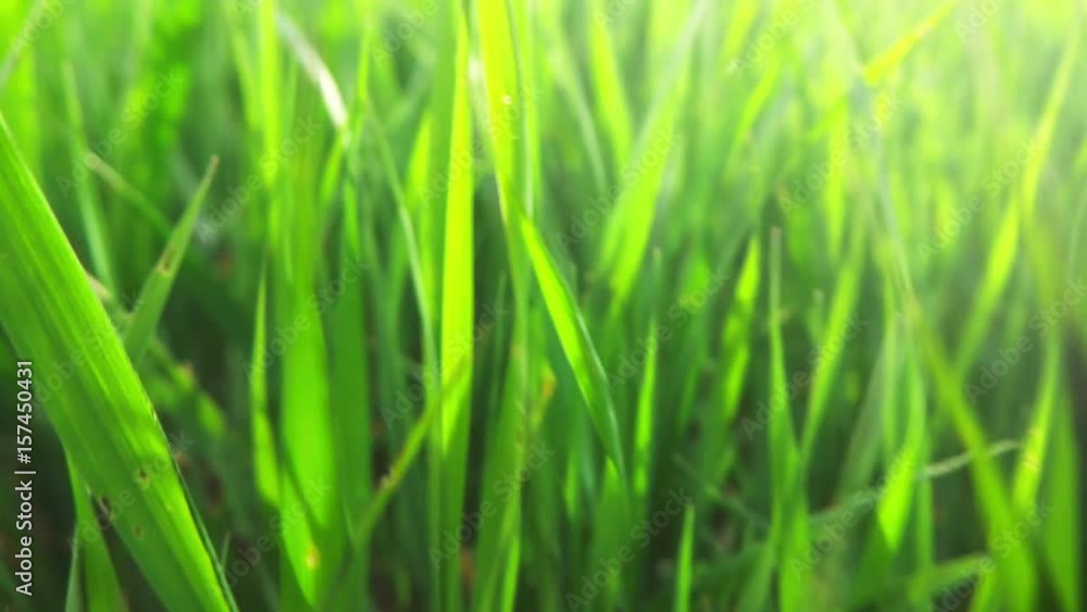 Morning grass, slow motion Morning grass, slow motion