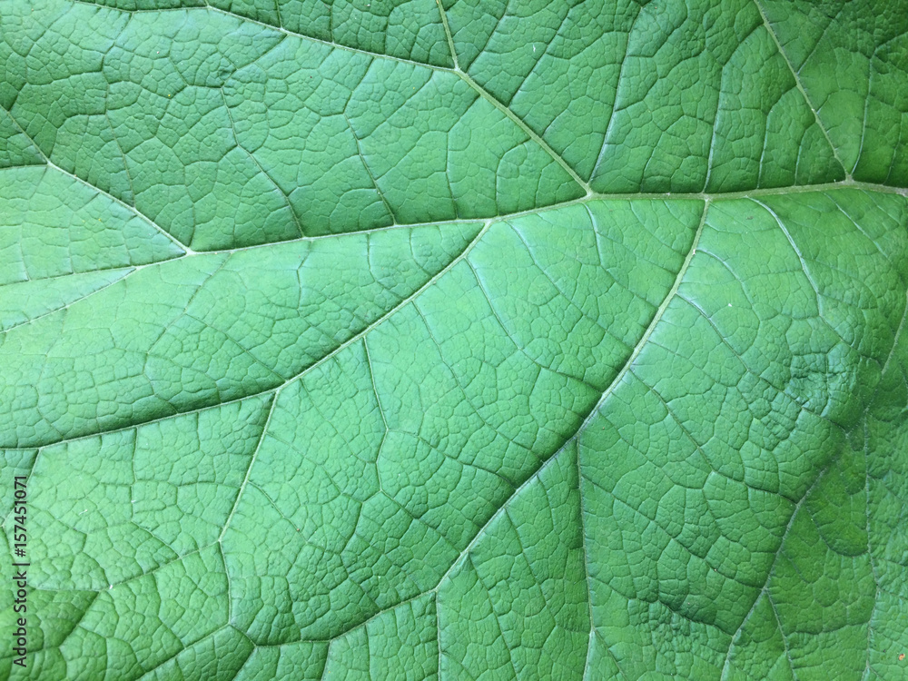 plant, organic, texture, natural, green, pattern, foliage, leaf, background, closeup, design, spring, grass, green leaf, nature, tree, light, fresh, tiny, bright, small, artificial, summer, park, outd plant, organic, texture, natural, green, pattern, foliage, leaf, background, closeup, design, spring, grass, green leaf, nature, tree, light, fresh, tiny, bright, small, artificial, summer, park, outd