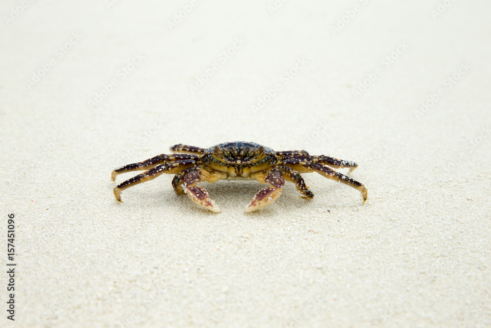 crab on beach