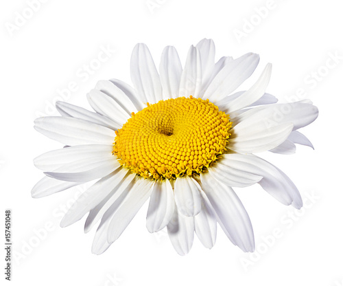 chamomile flower isolated © ilietus