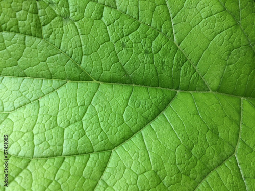 nature, plant, leaf, foliage, green, background, summer, environment, spring, detail, texture, closeup, natural, macro, abstract, fresh, flora, ecology, vein, bright, color, life, pattern, tree, garde
