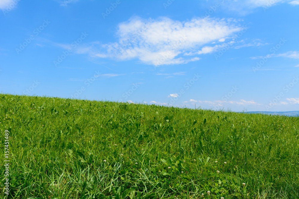 Schöne grüne Wiese mit blauem Himmel am Horizont