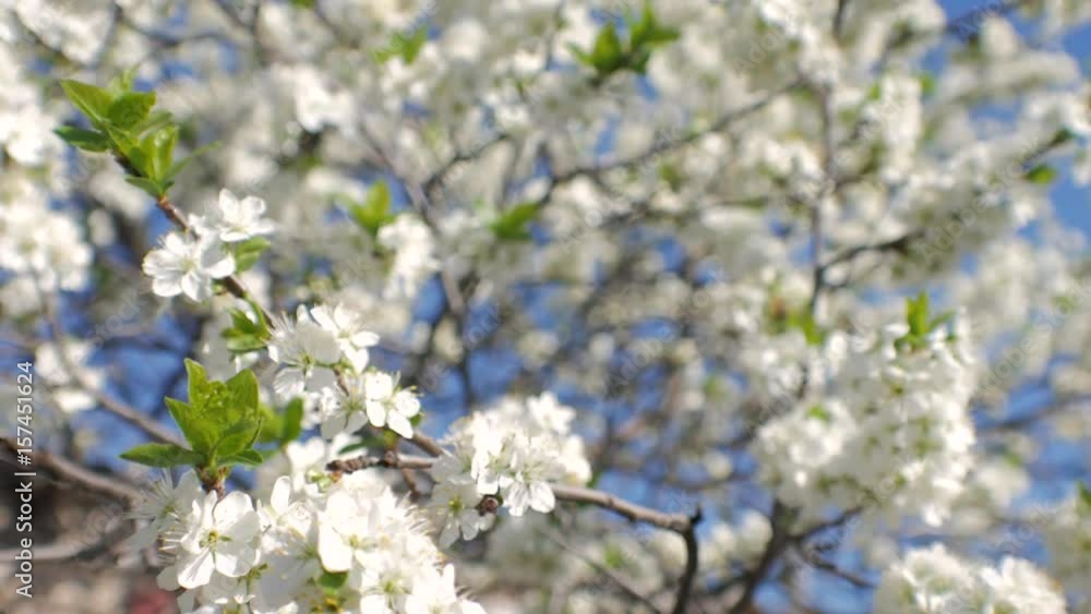 Bees flying collecting pollen from flowers cherry Bees flying collecting pollen from flowers cherry