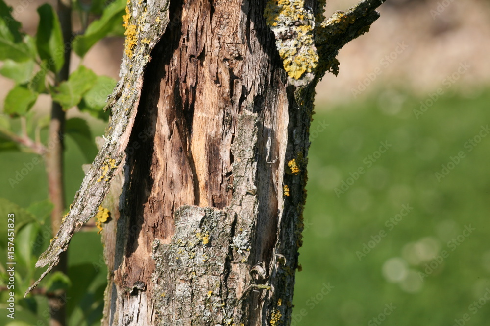 Obraz premium tree bark with lichen