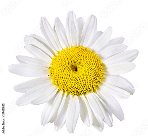 chamomile flower isolated © ilietus