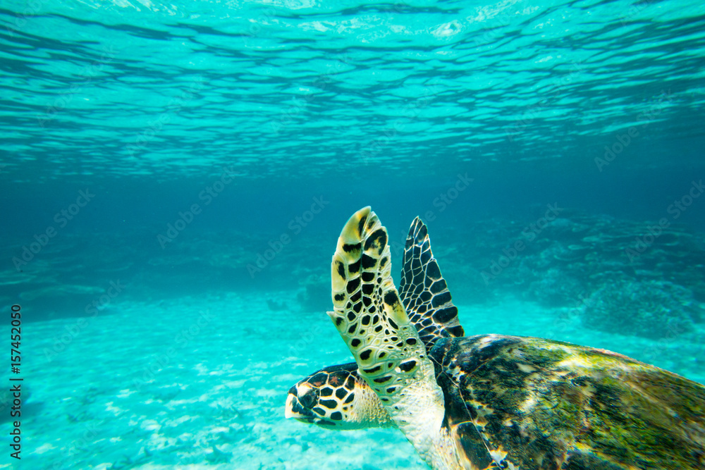 A turtle sitting at corals under water surface A turtle sitting at corals under water surface