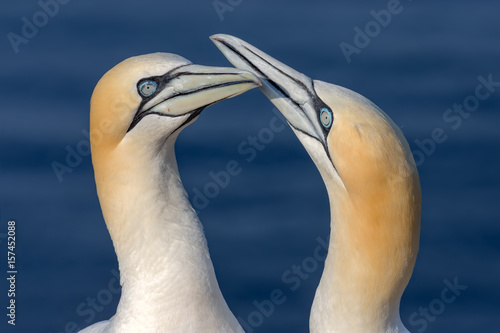 Two Northern Gannets in sunset light at German island Helgoland photo