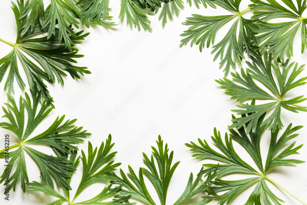 Green leaves on white background. Top view with copy space. Isolated.
