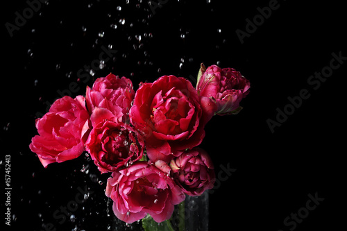 Beautiful tulip flowers and dripping water on black background
