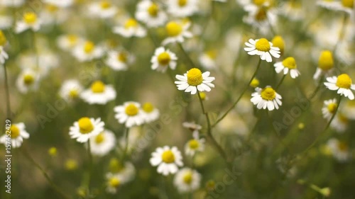 Flowering chamomile - Close up
Camomile flower sways blown by breeze on a sunny day.
Selective focus on the bloom, shadow depth of field.
Concept of nature. 