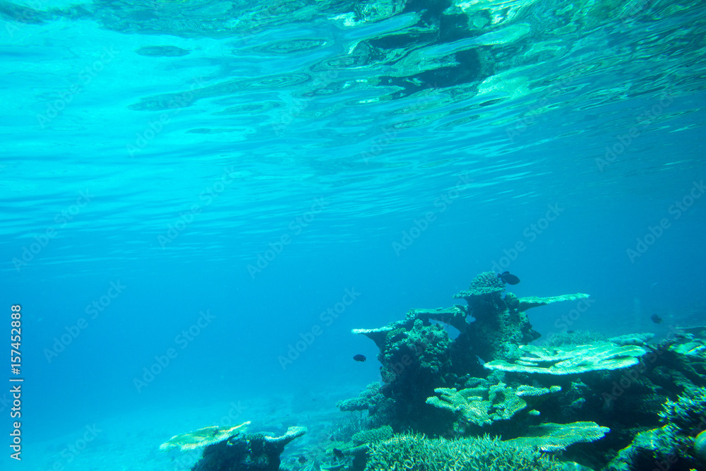 Fototapeta premium Underwater world landscape