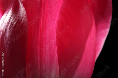 Beautiful tulip flower, closeup