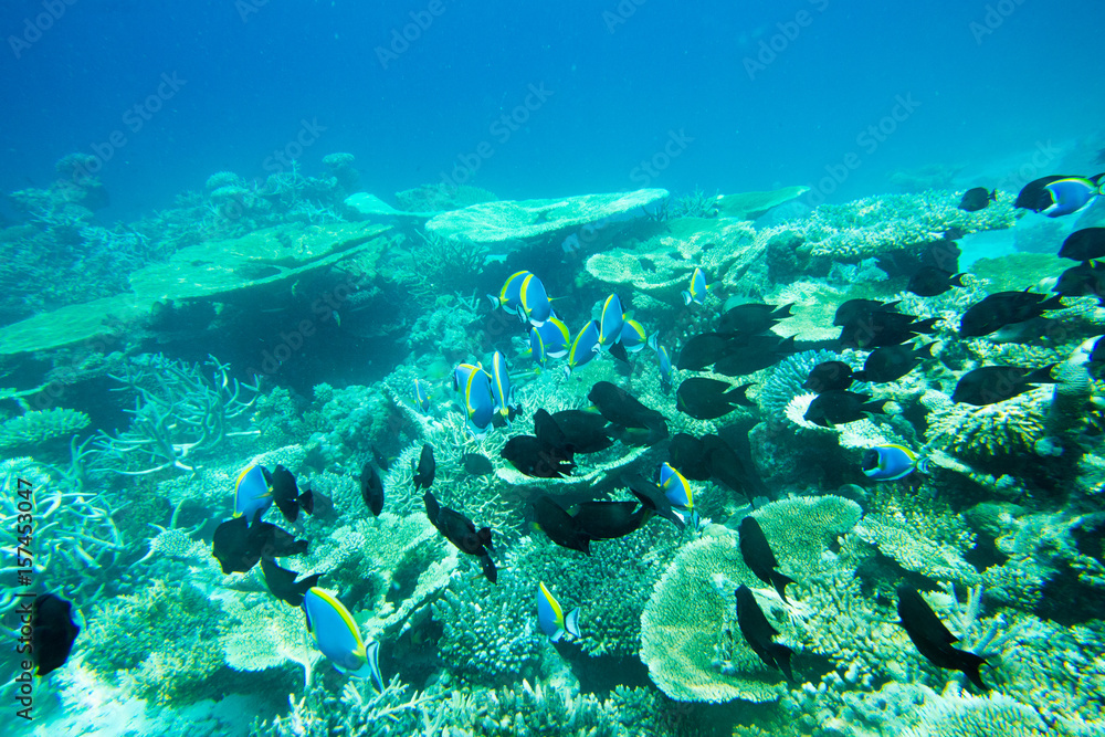 Fototapeta premium Underwater world landscape