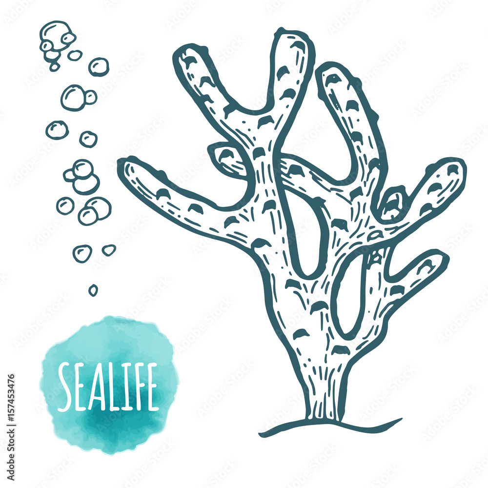 Hand drawn aquatic coral doodle vector illustration. Stock Vector ...
