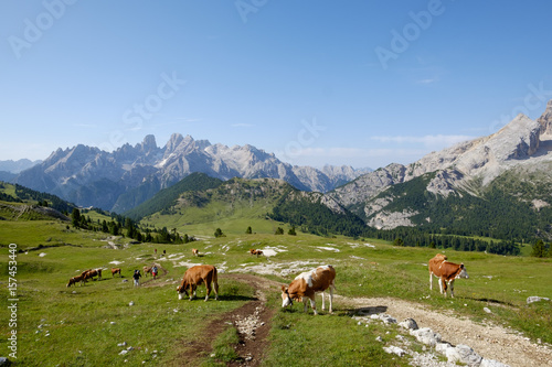 Cool cows over the mountain