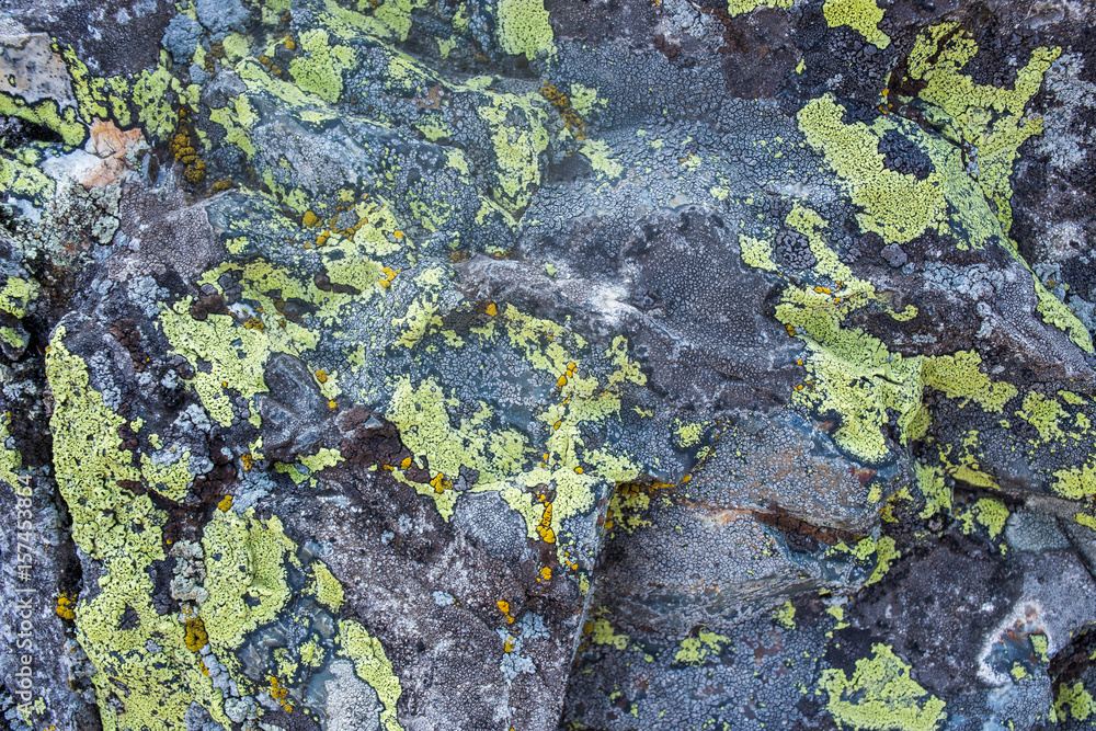 Fototapeta premium grey rock close-up with green moss texture background
