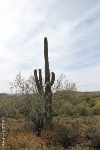 Arizona Desert | Saguaro