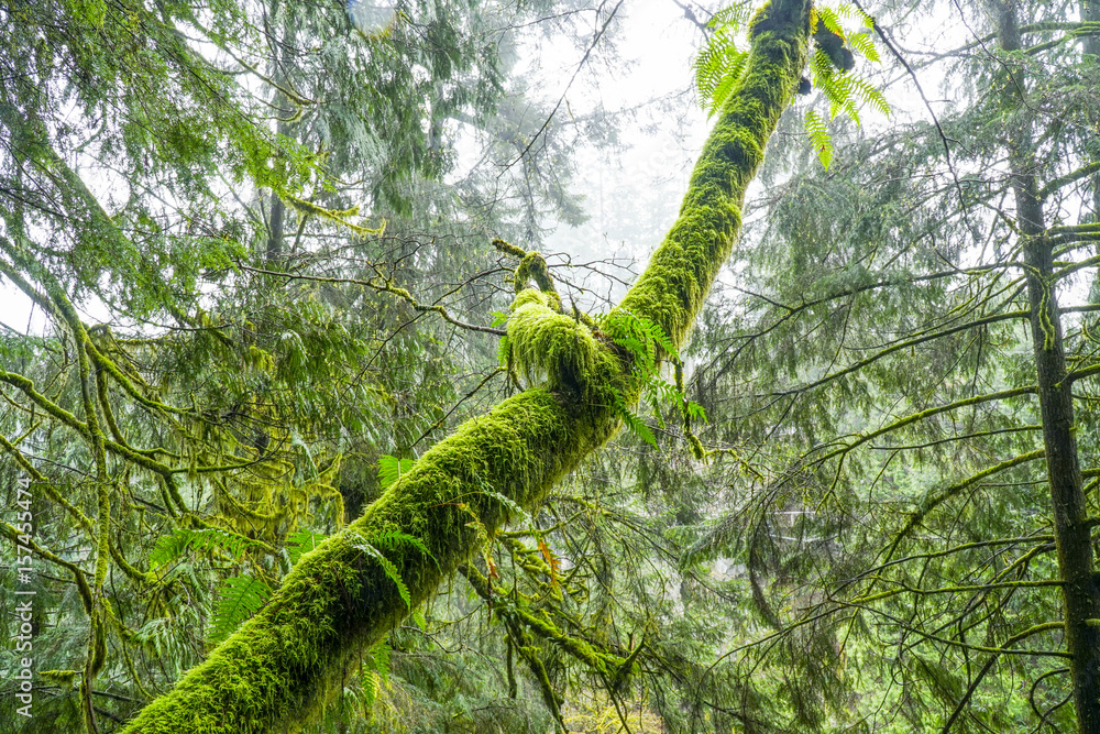 Fototapeta premium Amazing nature in the Canadian woods - wonderful green forest