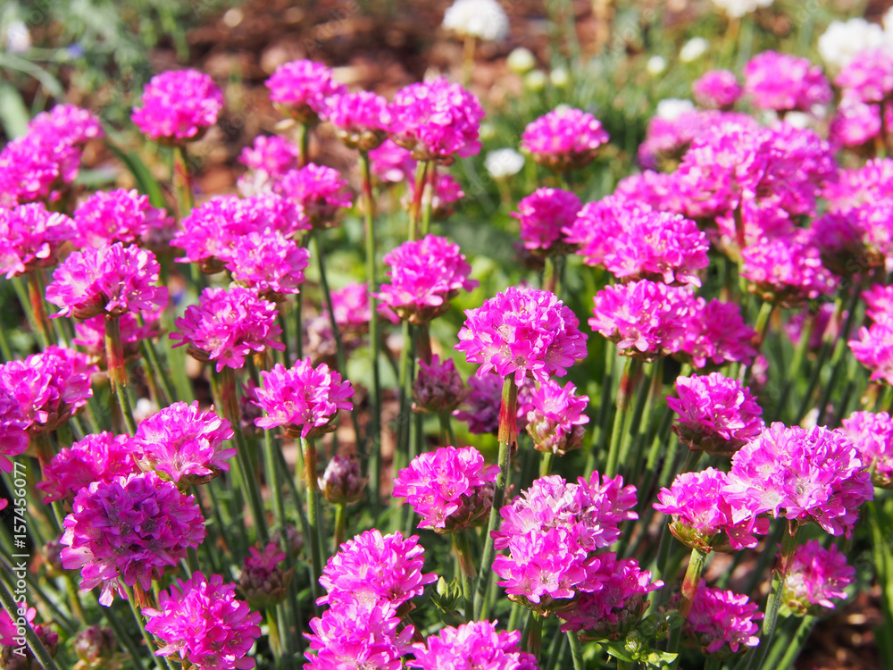 Armeria maritima - Sea thrift in full bloom 