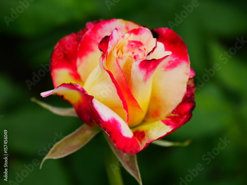 A red and yellow rose