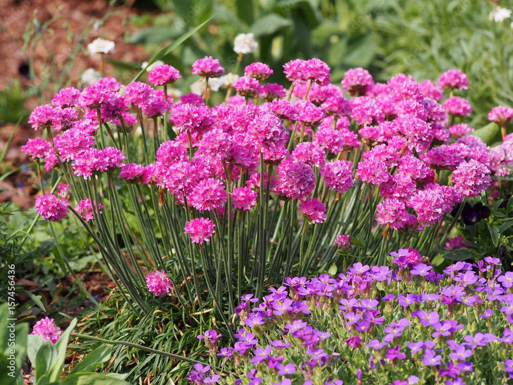 Fototapeta premium Armeria maritima - Sea thrift in full bloom 