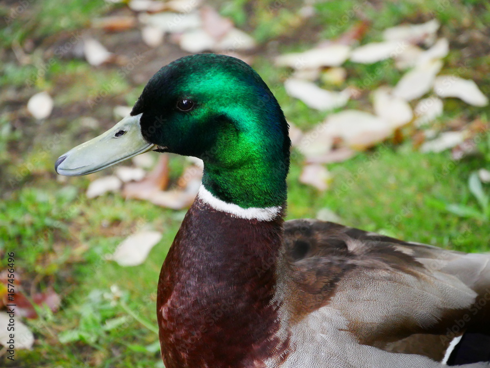 Close up of a duck's head