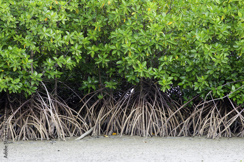 magnificent mangrove
