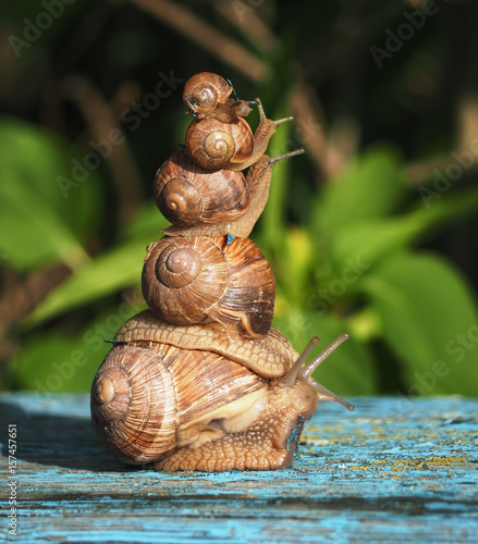 Snails one over othe like pyramide close up