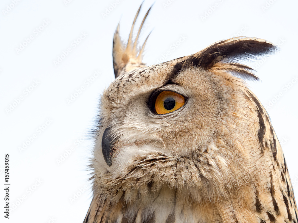 Fototapeta premium Close up portrait of an eagle owl (Bubo bubo) isolated on white background with a funny expression