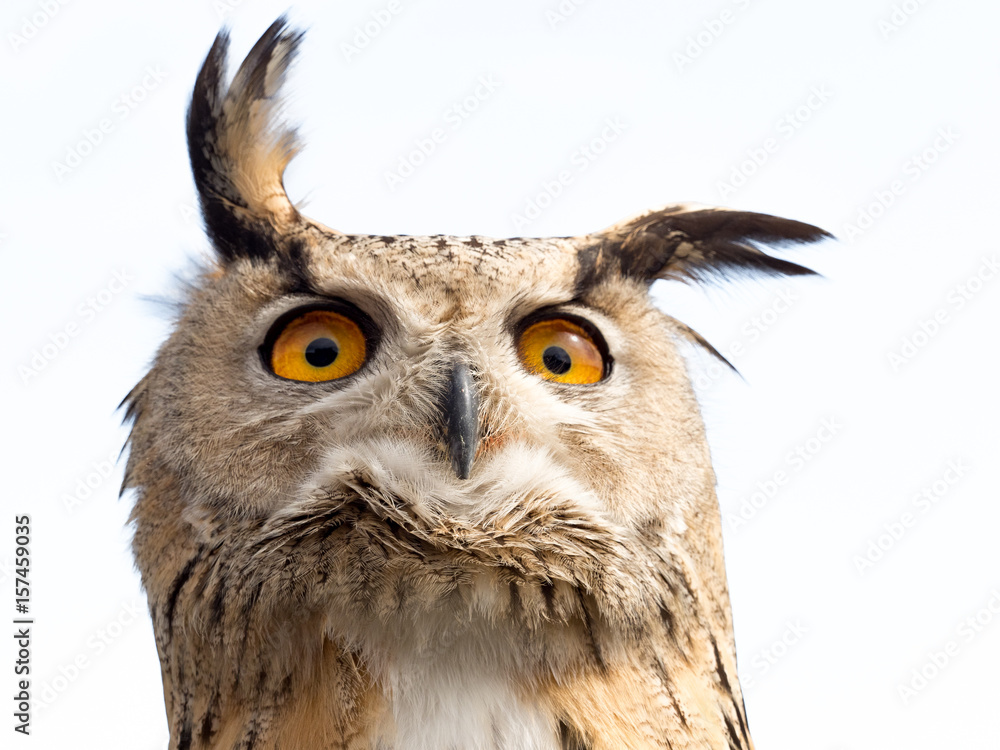 Obraz premium Close up portrait of an eagle owl (Bubo bubo) isolated on white background with a funny expression