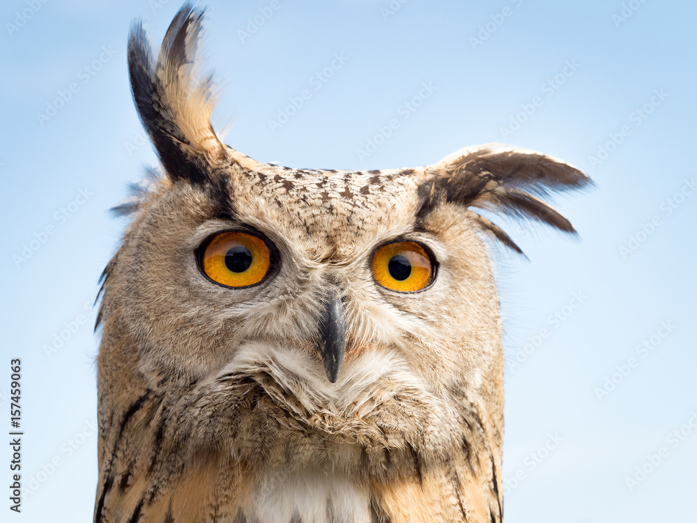 Naklejka premium Close up portrait of an eagle owl (Bubo bubo) agaisnt blue sky with yellow and big eyes