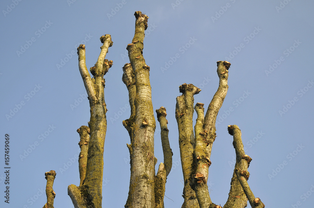 Naklejka premium sommet du bouleaux