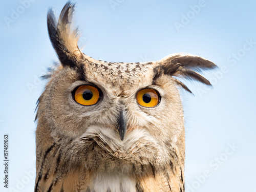 Close up portrait of an eagle owl (Bubo bubo) agaisnt blue sky with yellow and big eyes