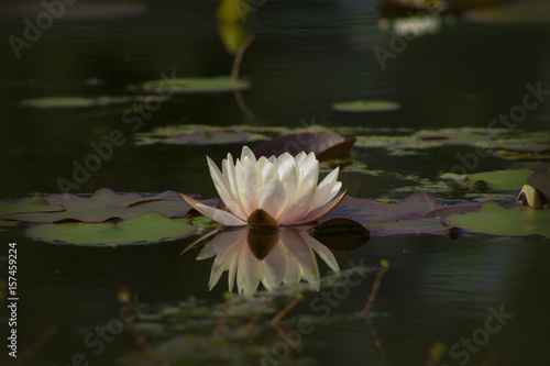 Beautiful lotus flower in a pond