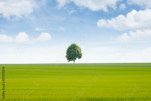 nature campagne champ arbre vert agriculture bl   printemps ciel bleu culture agricole air respirer d  stresser d  tente repos verdure calme horizon