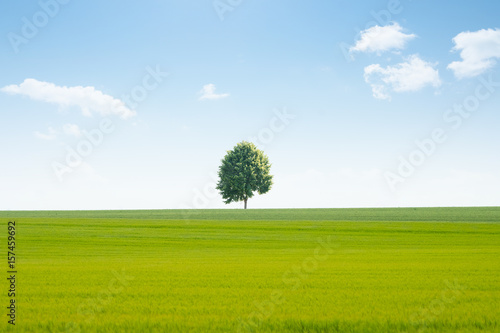 Fotografi nature campagne champ arbre vert agriculture blé printemps ciel bleu culture agr