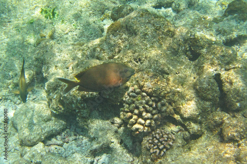Underwater reef with fishes and corals on Ukulhas, Maldives