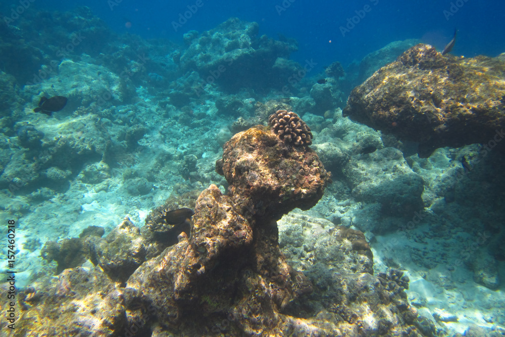 Underwater reef with fishes and corals on Ukulhas, Maldives