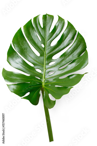 fresh tropical monstera philodendron leaf - rain forest or jungle design element