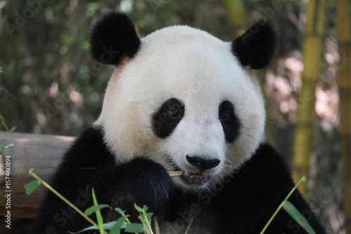 Playful female panda in Guangzhou China