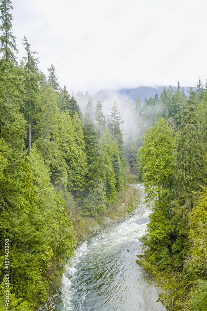 Amazing nature in the Canadian woods - wonderful green forest