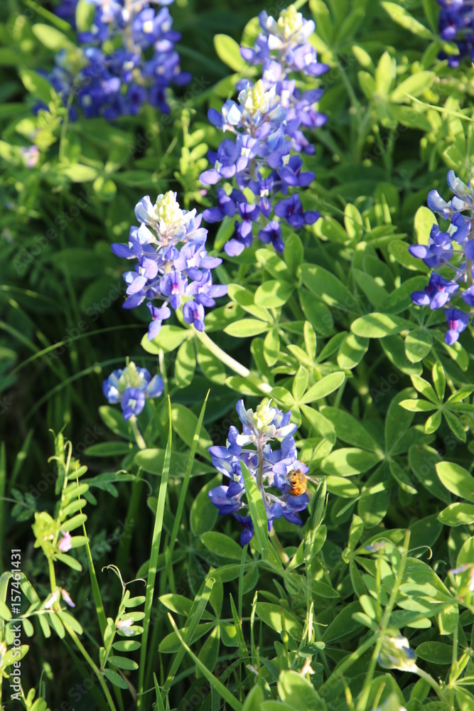 Bluebonnets in springtime sunshine Bluebonnets in springtime sunshine