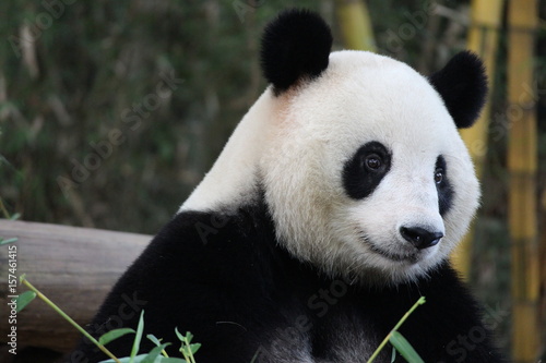 Fototapeta Naklejka Na Ścianę i Meble -  Playful female panda in Guangzhou,China