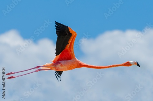 Flamingo beim Start in Celestun Yucatan vor blauen Himmel in Mexiko