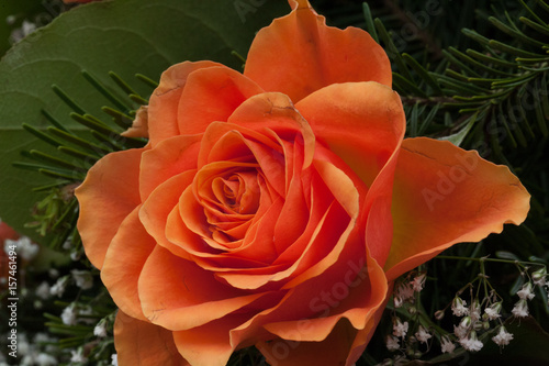 pomarańczowa róża