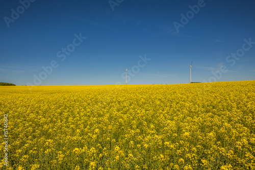 Yellow oilseed rape field under the blue sky with sun. Rural landscape