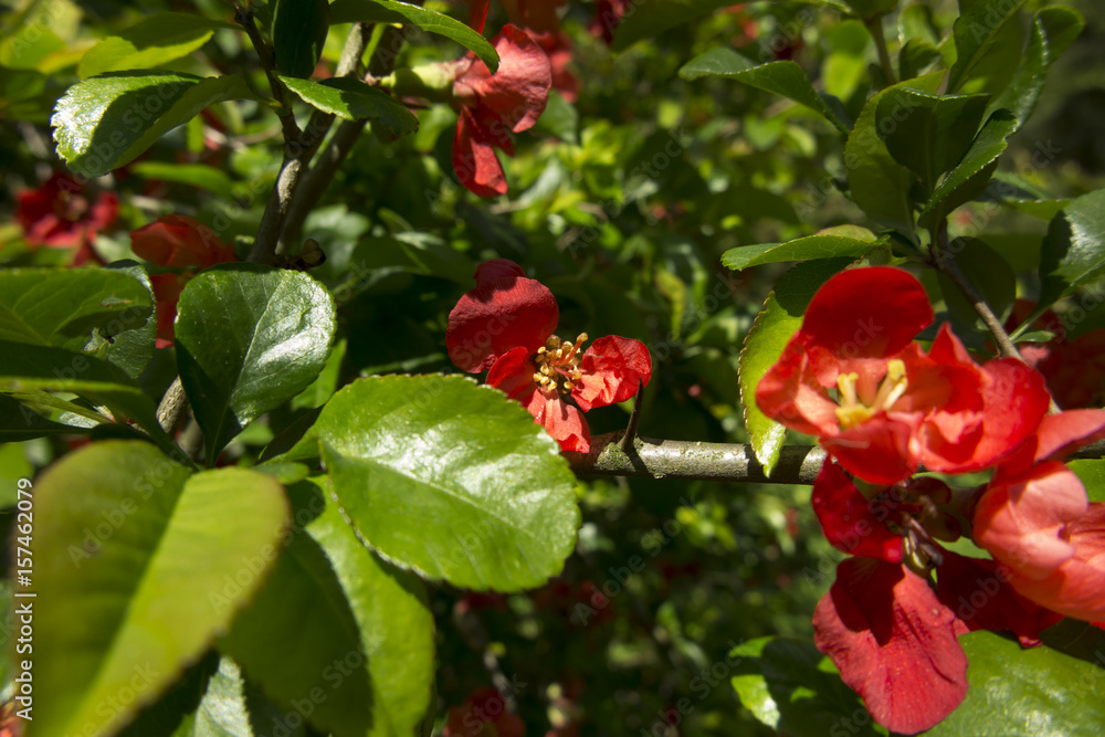Red flowers on a tree as a background Red flowers on a tree as a background