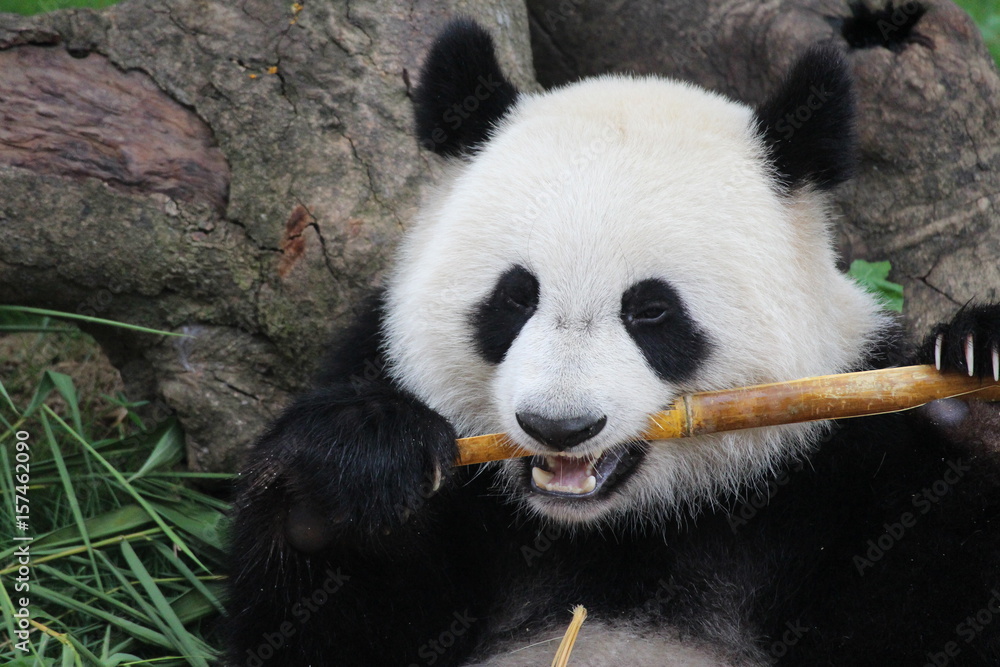 Sub-Adult Fluffy panda in China Sub-Adult Fluffy panda in China