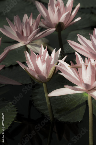 Pink Lotus flower photo