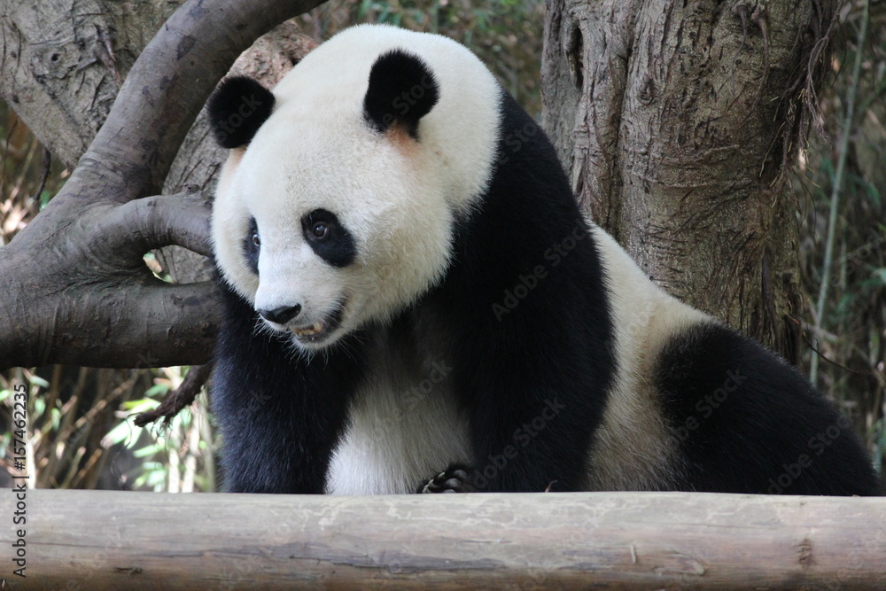A playful panda in China is sleeping A playful panda in China is sleeping